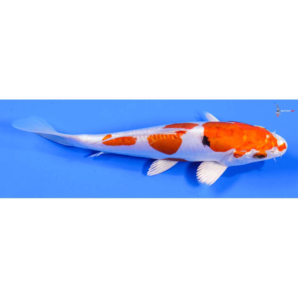 7” Imported Heisei Nishiki