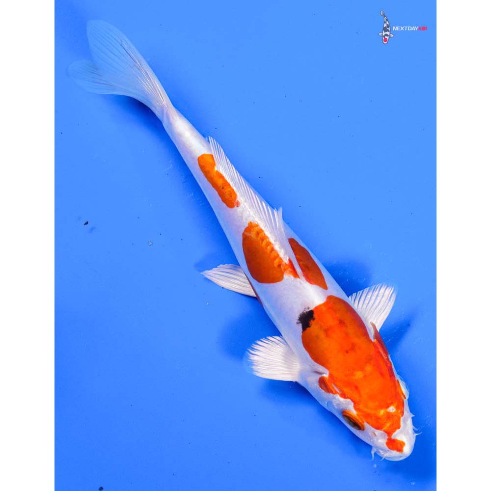 7” Imported Heisei Nishiki