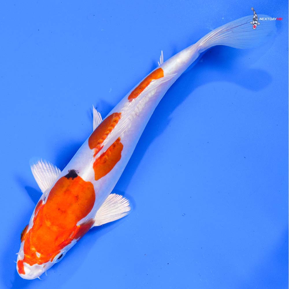 7” Imported Heisei Nishiki