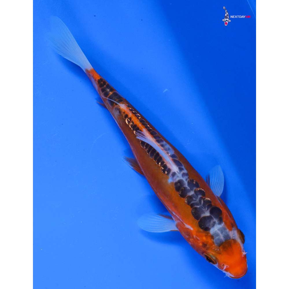 6.5” Imported Hana Shusui