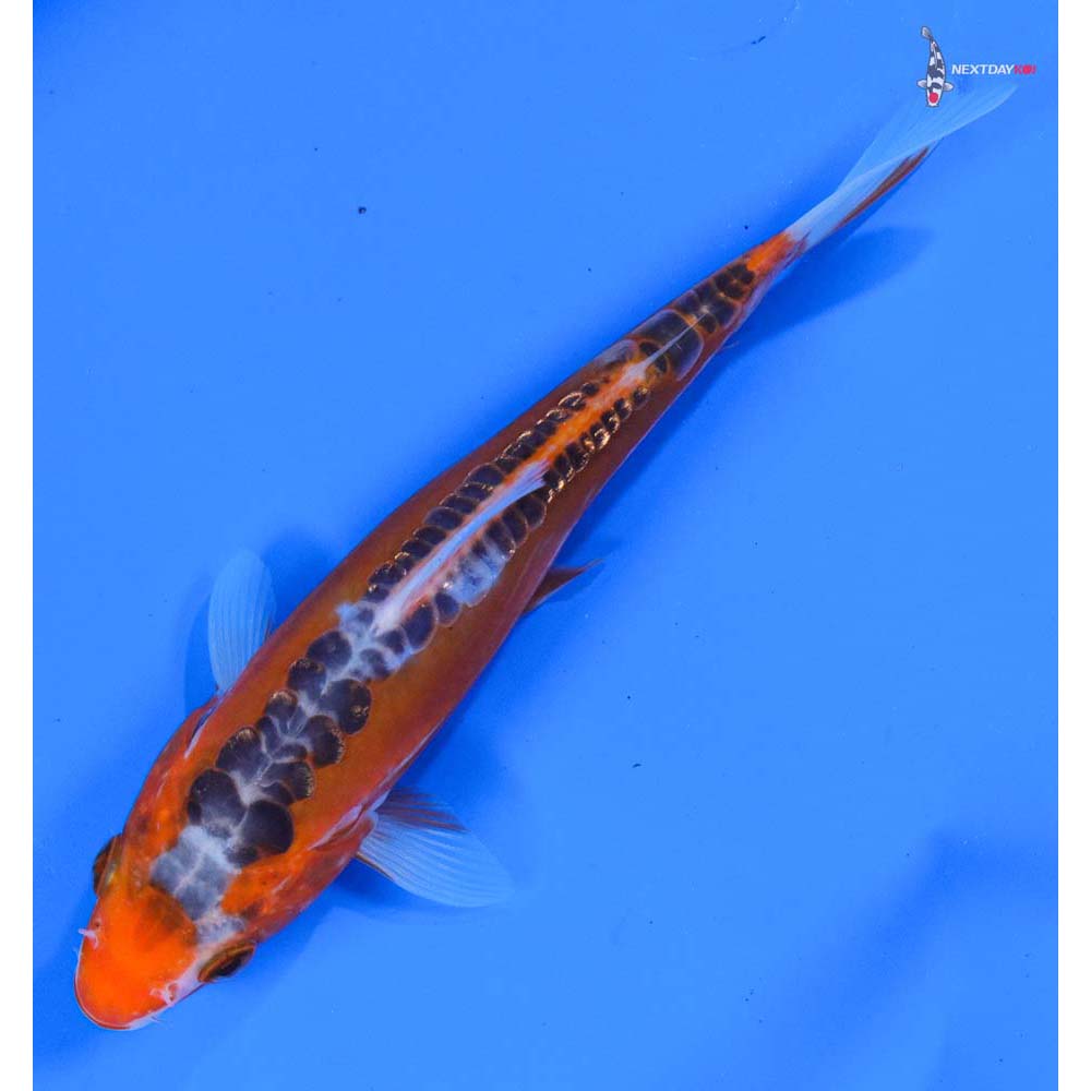 6.5” Imported Hana Shusui