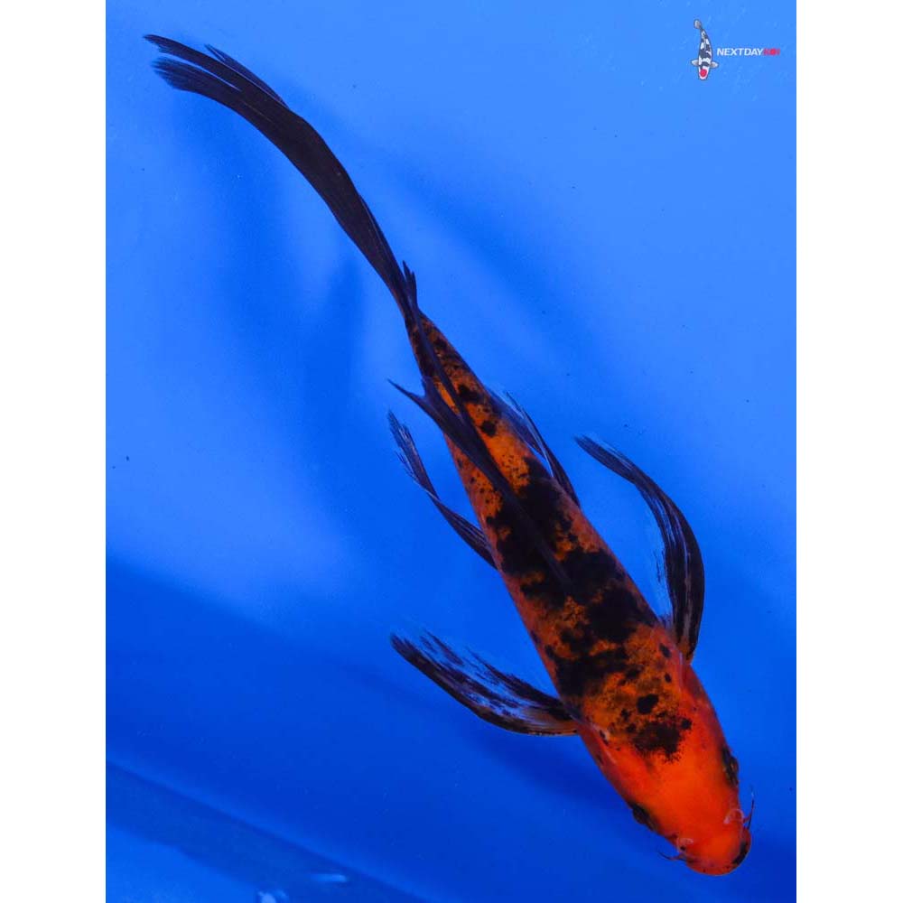 6.5” Imported Aka Bekko Butterfly Koi