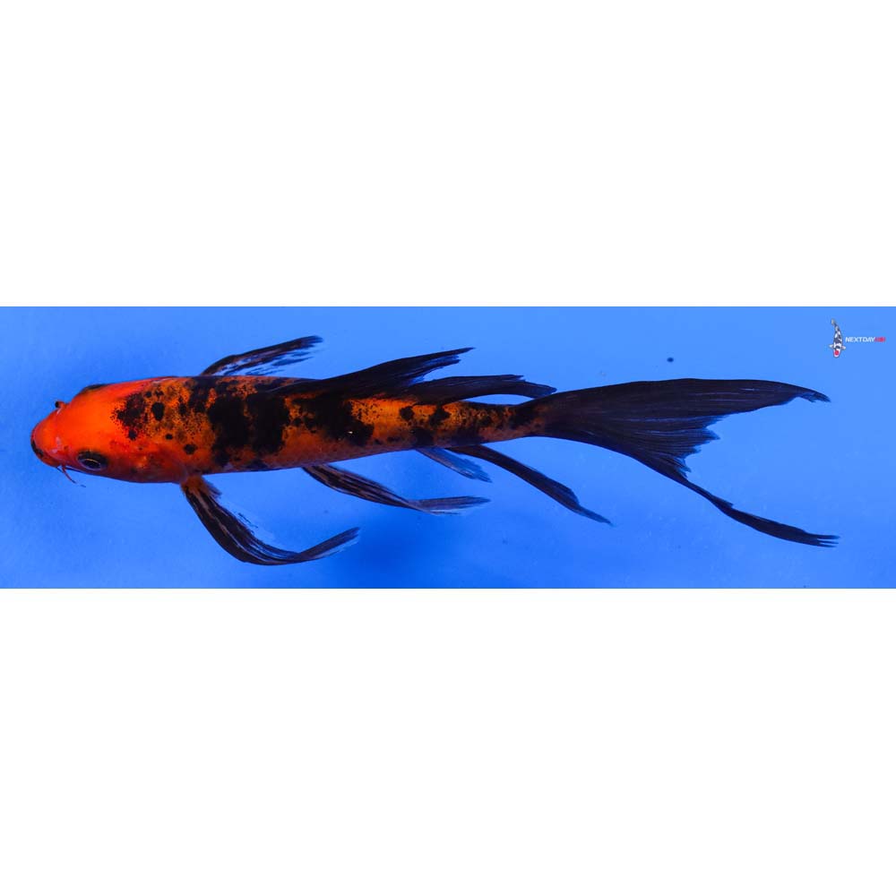6.5” Imported Aka Bekko Butterfly Koi