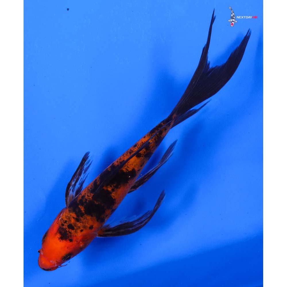 6.5” Imported Aka Bekko Butterfly Koi