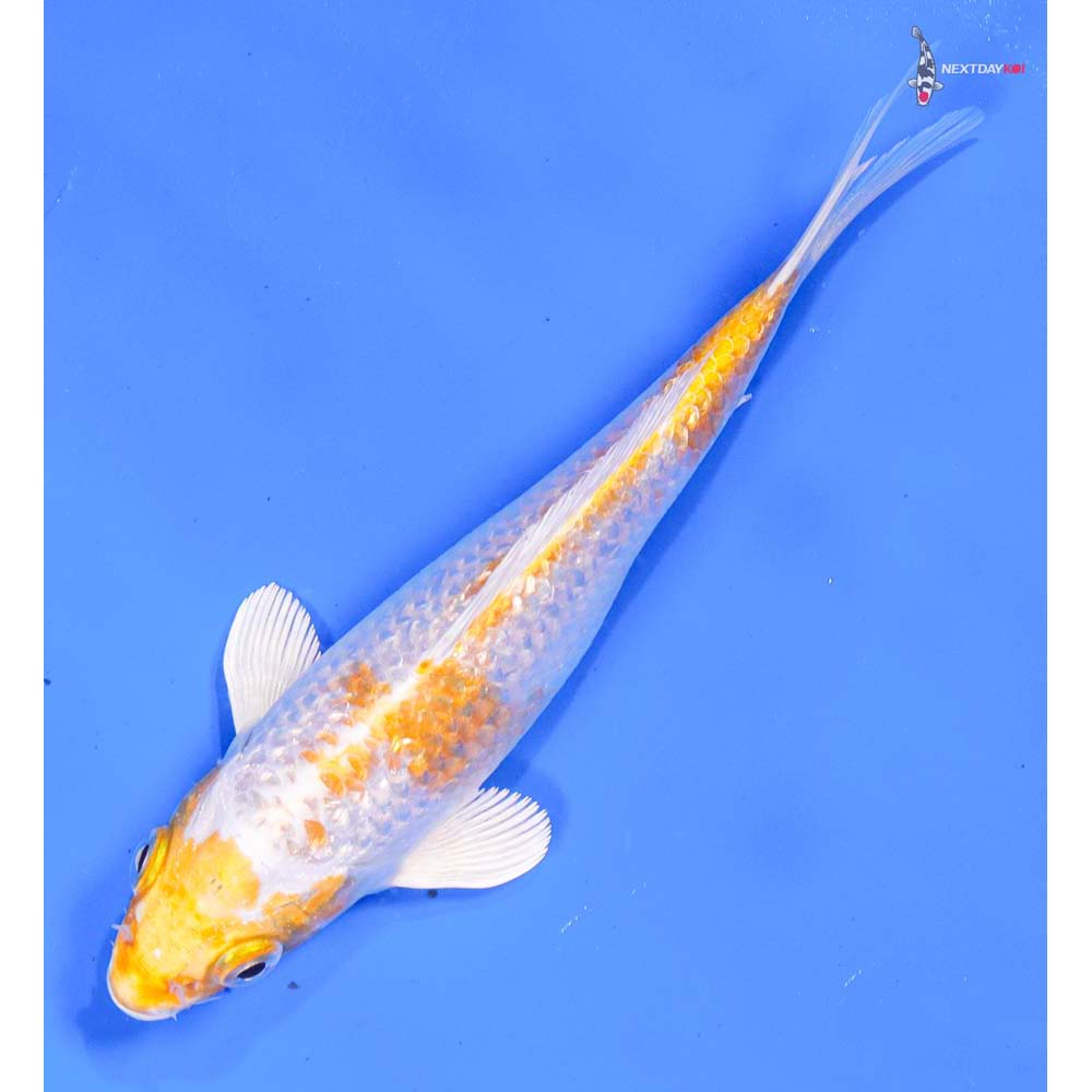 6” Imported Gin Rin Lemon Hariwake