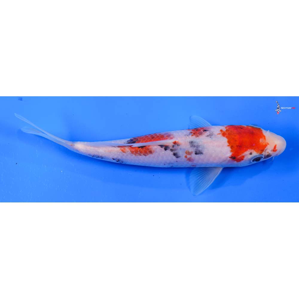 6.5” Imported Sanke