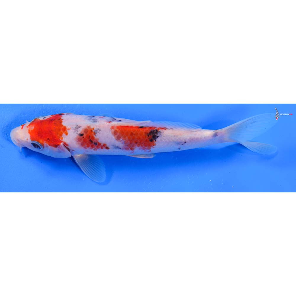 6.5” Imported Sanke