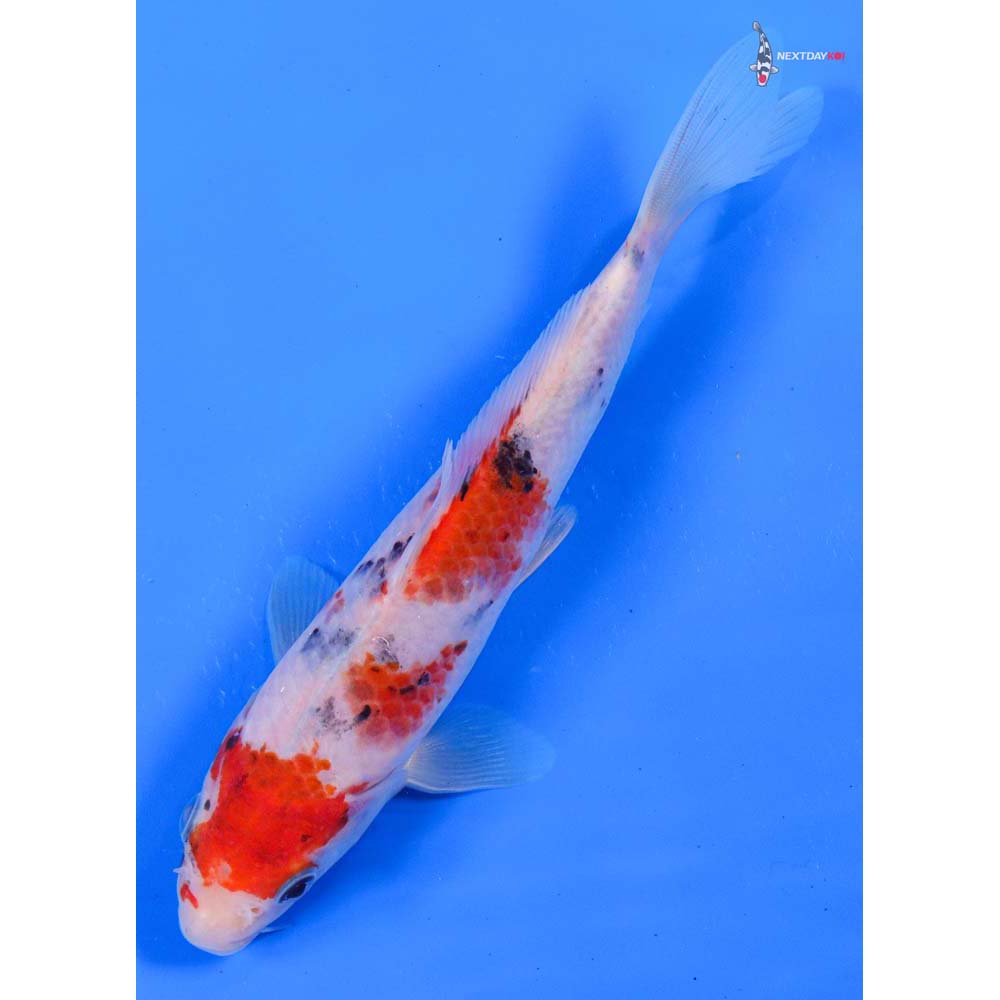 6.5” Imported Sanke