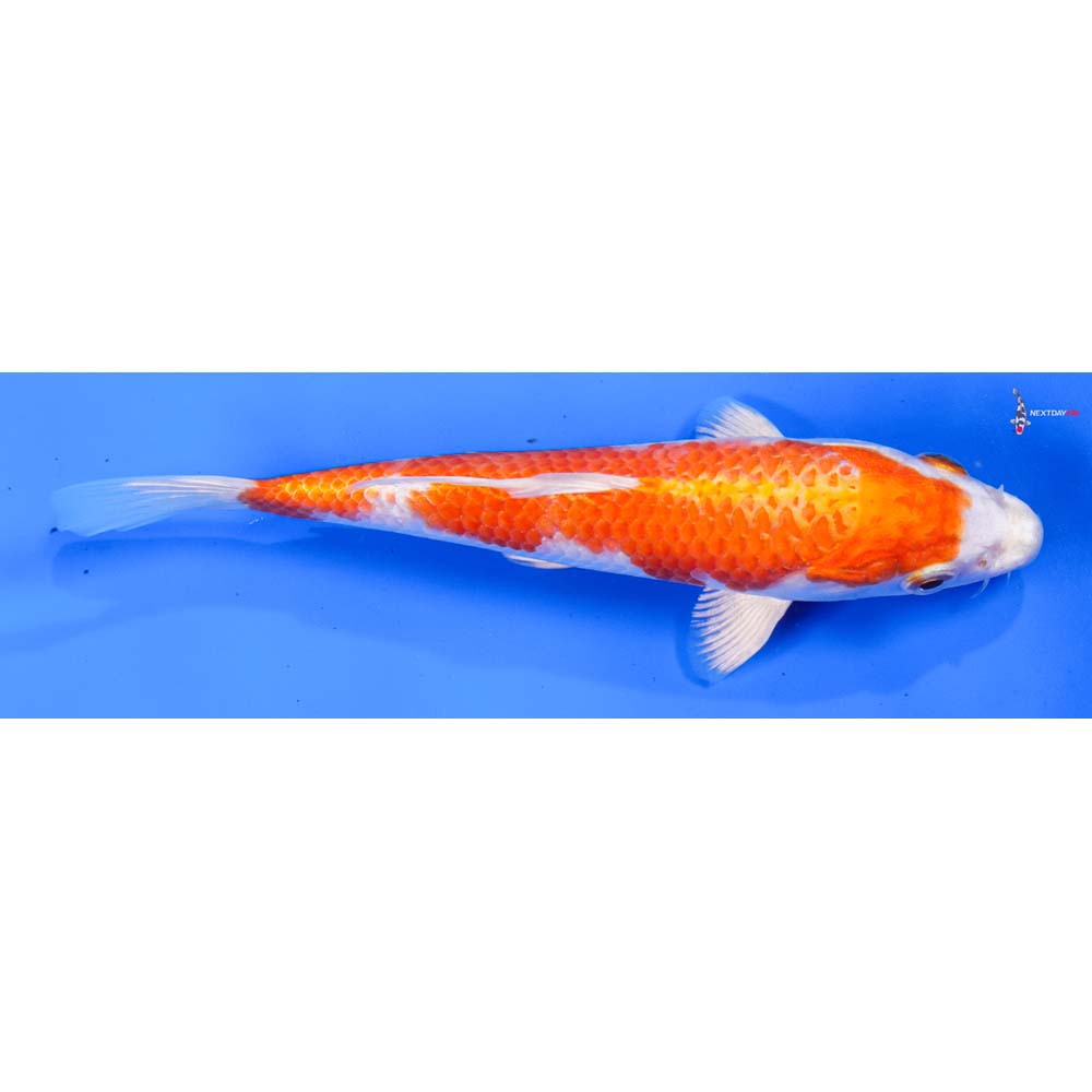 6.5” Imported Hariwake