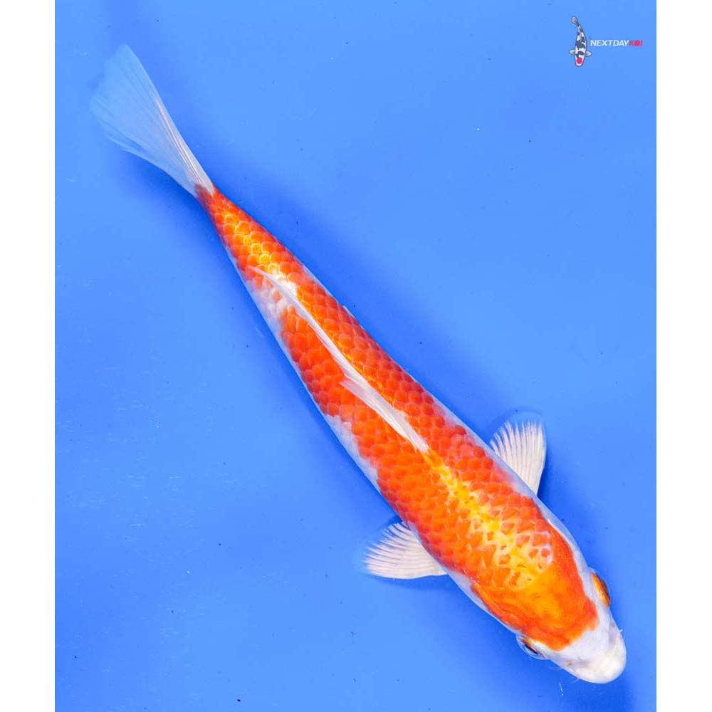 6.5” Imported Hariwake