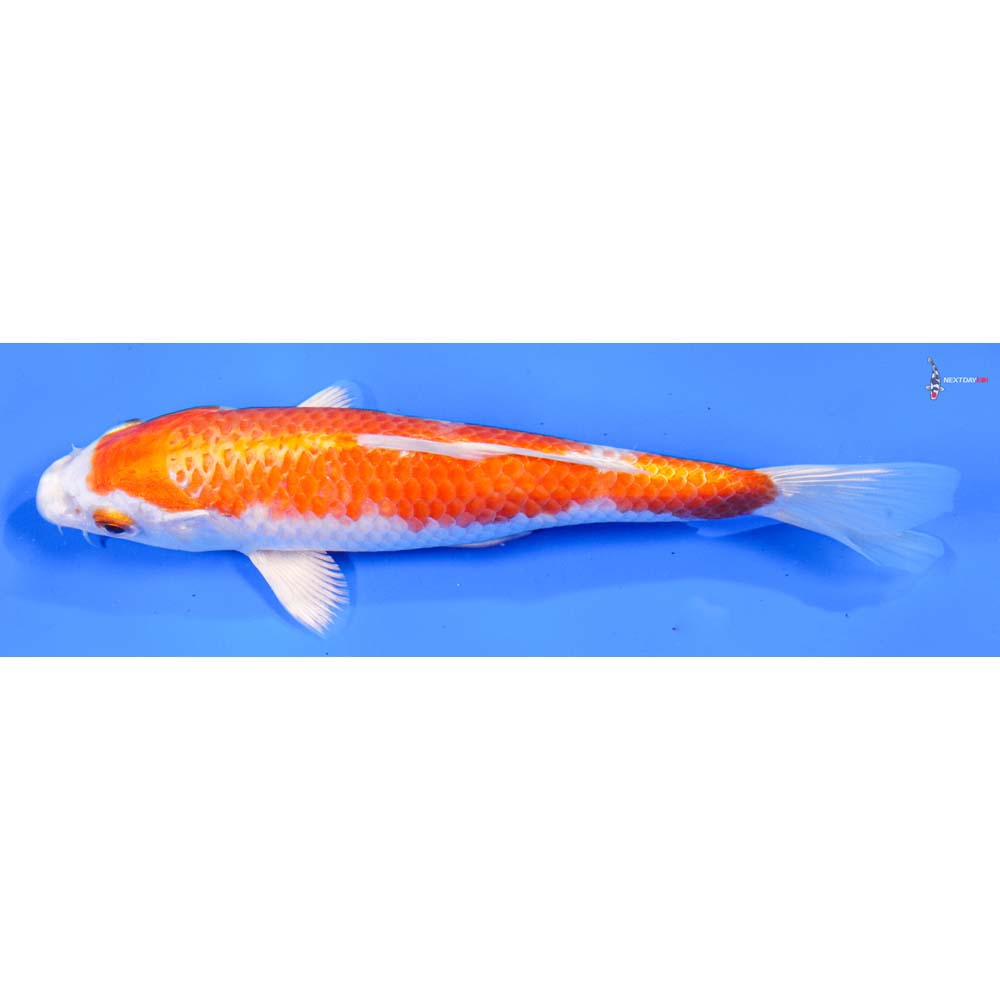 6.5” Imported Hariwake