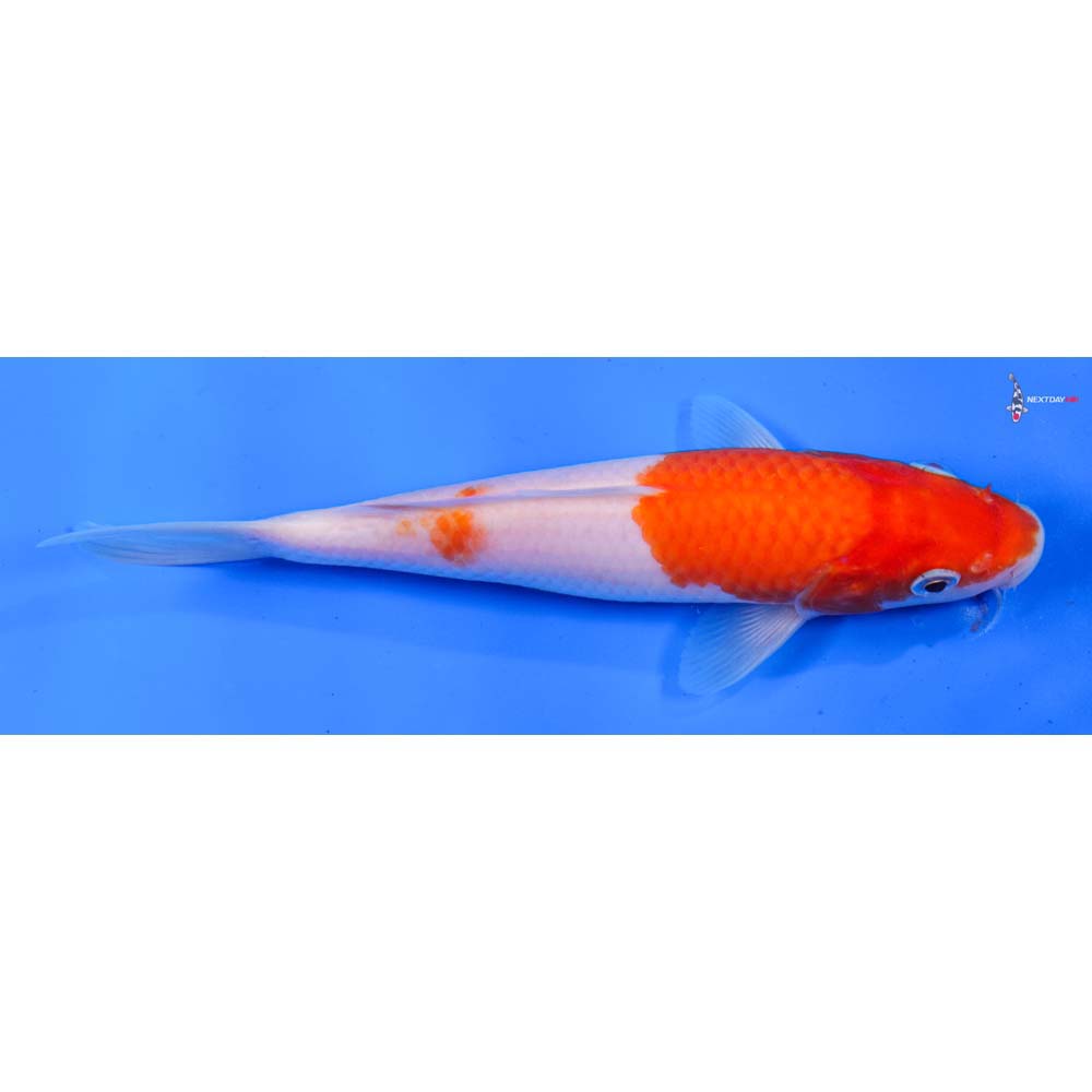 6” Imported Kohaku