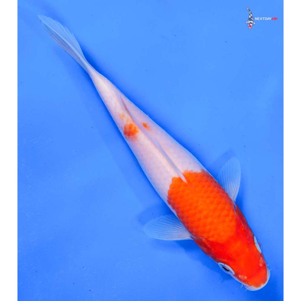 6” Imported Kohaku