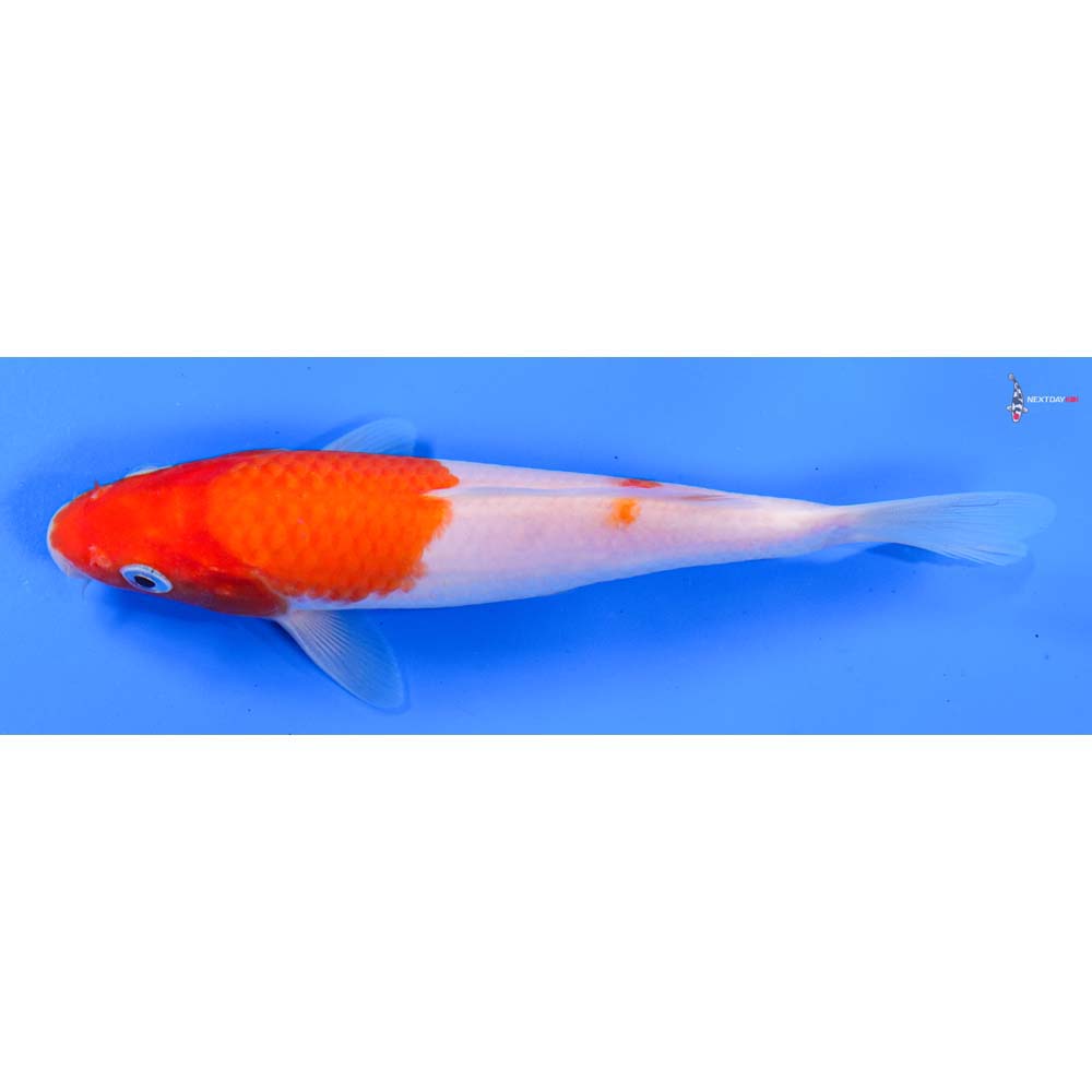 6” Imported Kohaku