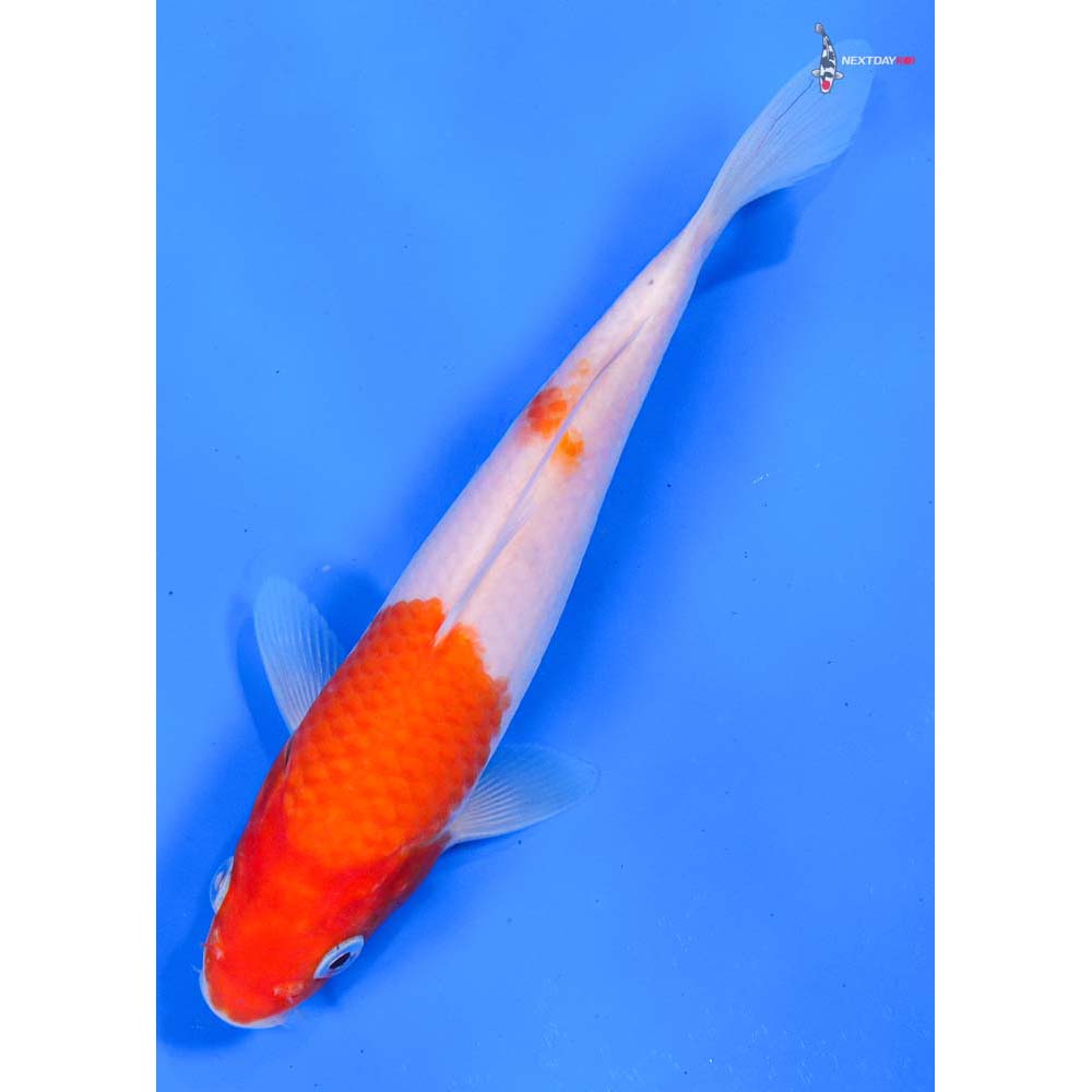 6” Imported Kohaku