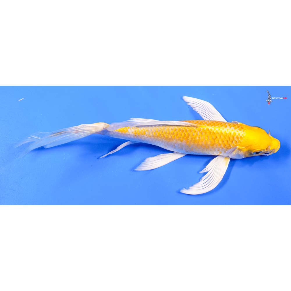 9” Imported Lemon Hariwake Butterfly Koi