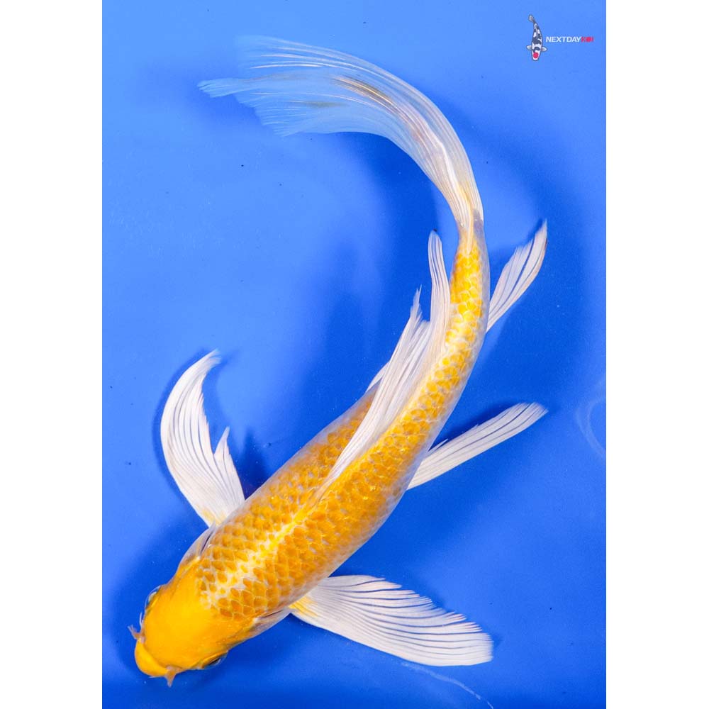 9” Imported Lemon Hariwake Butterfly Koi