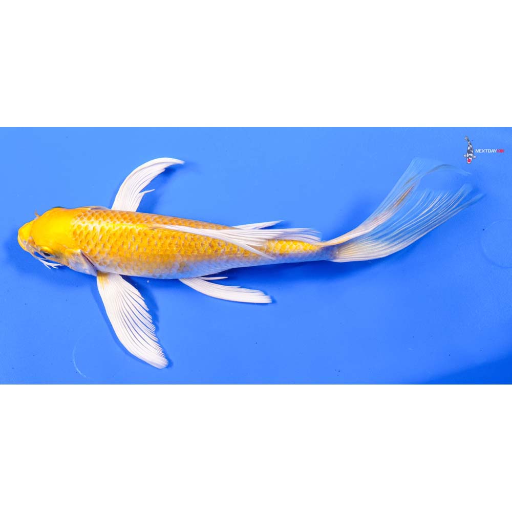 9” Imported Lemon Hariwake Butterfly Koi