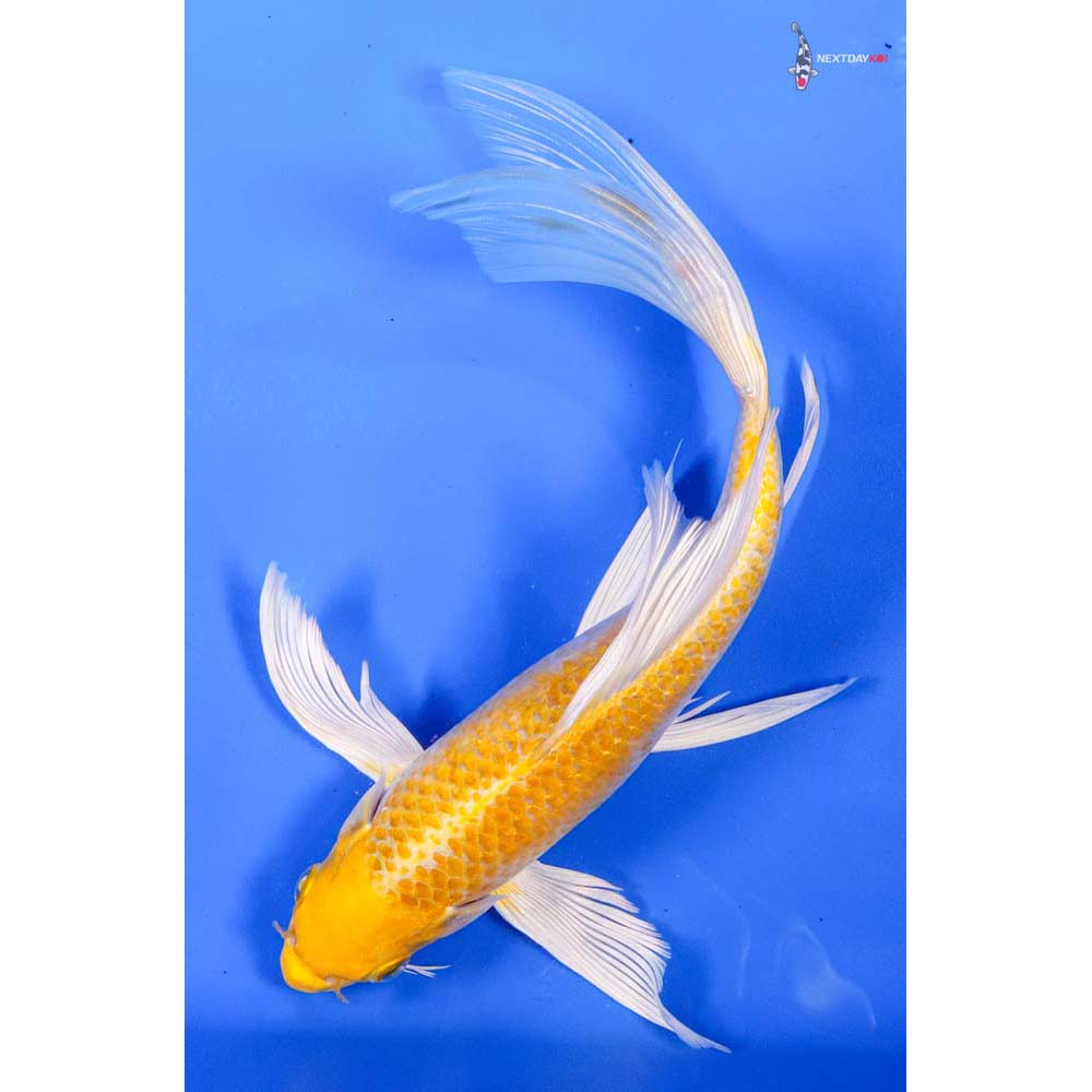 9” Imported Lemon Hariwake Butterfly Koi