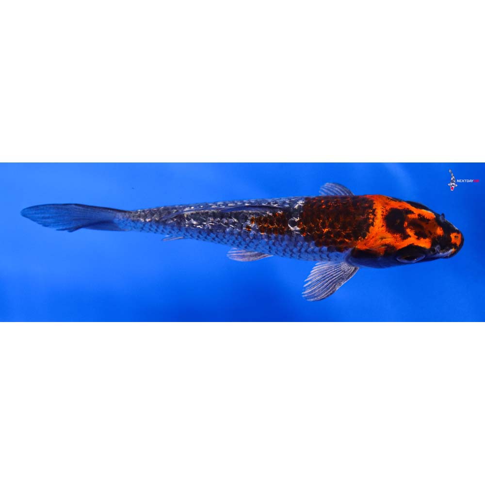 5” Imported Gin Rin Kujaku