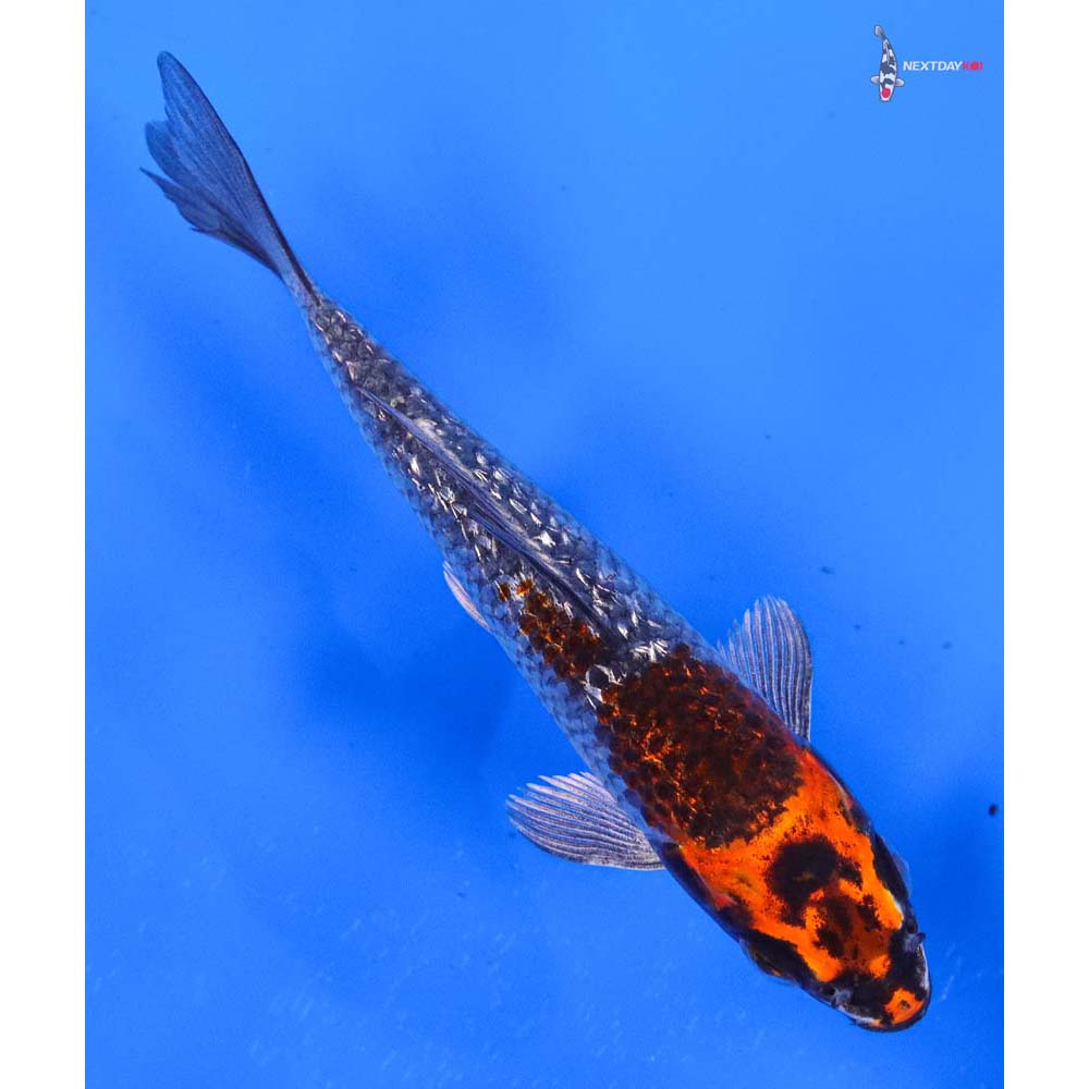 5” Imported Gin Rin Kujaku