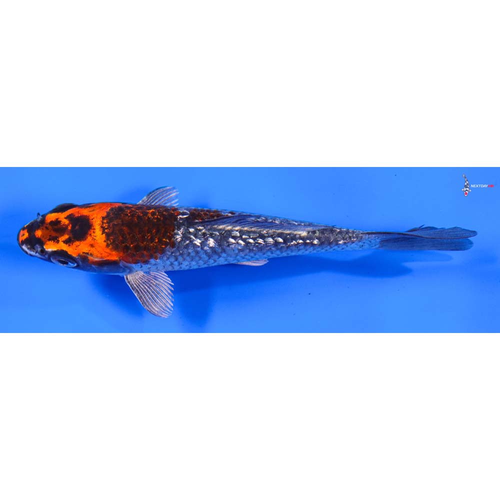 5” Imported Gin Rin Kujaku