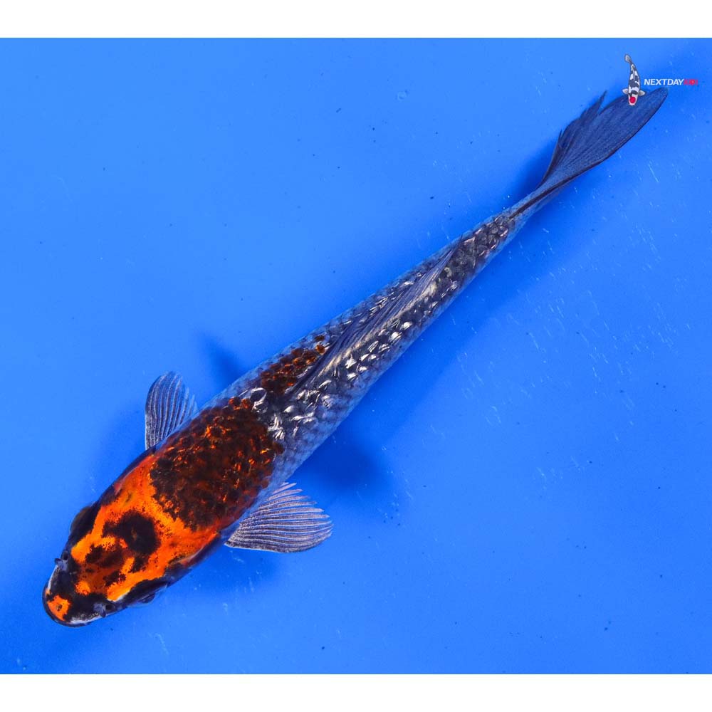 5” Imported Gin Rin Kujaku