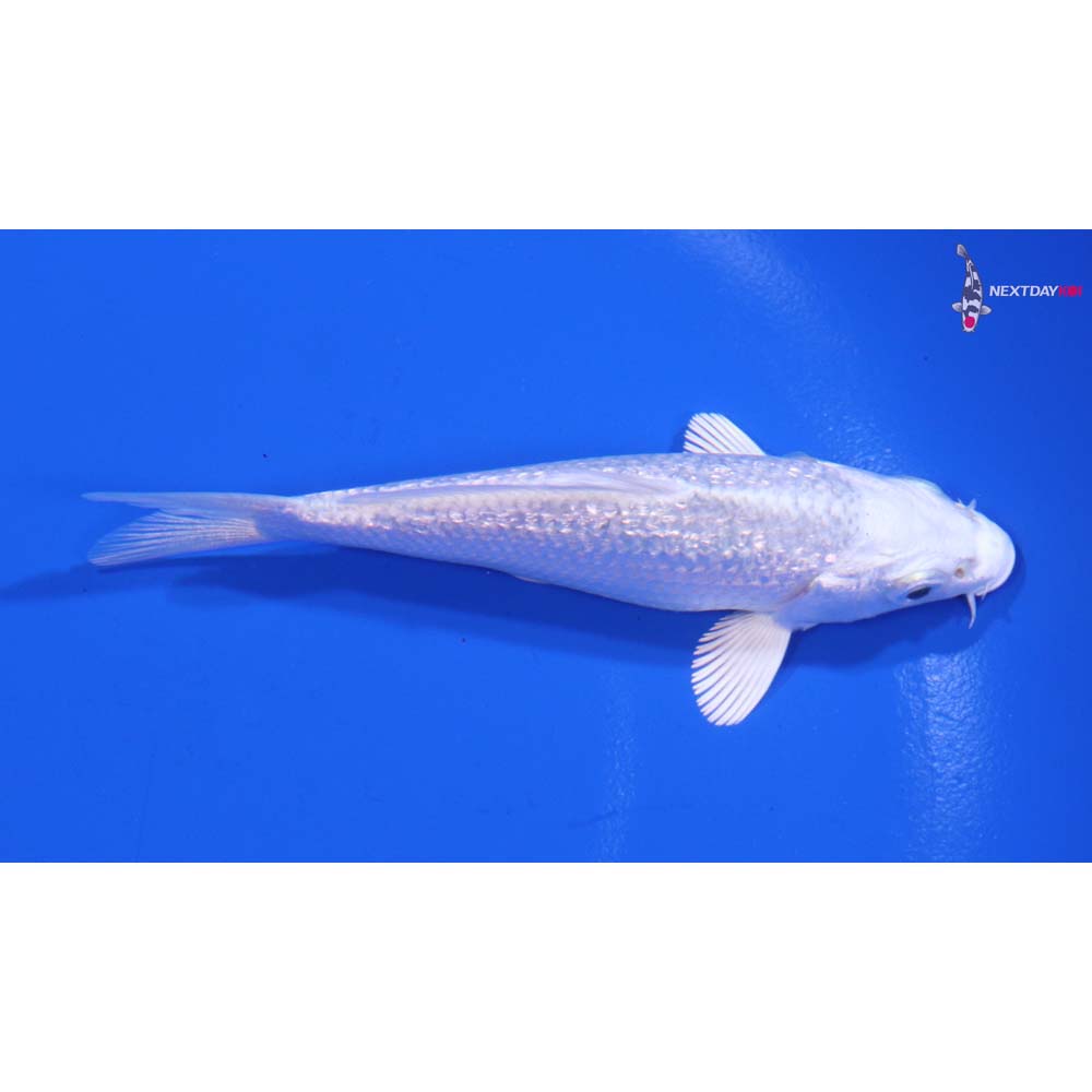 4” Imported Gin Rin Platinum Ogon