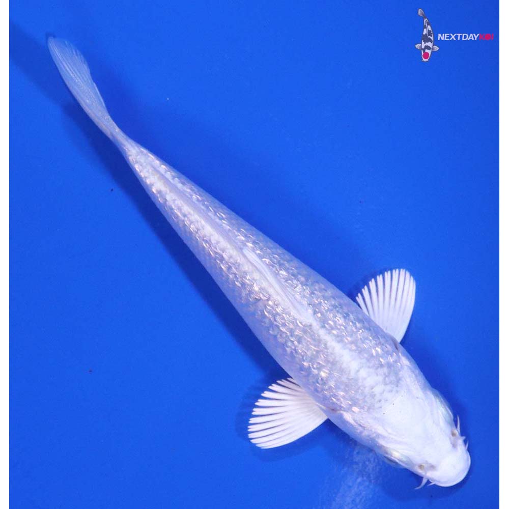 4” Imported Gin Rin Platinum Ogon