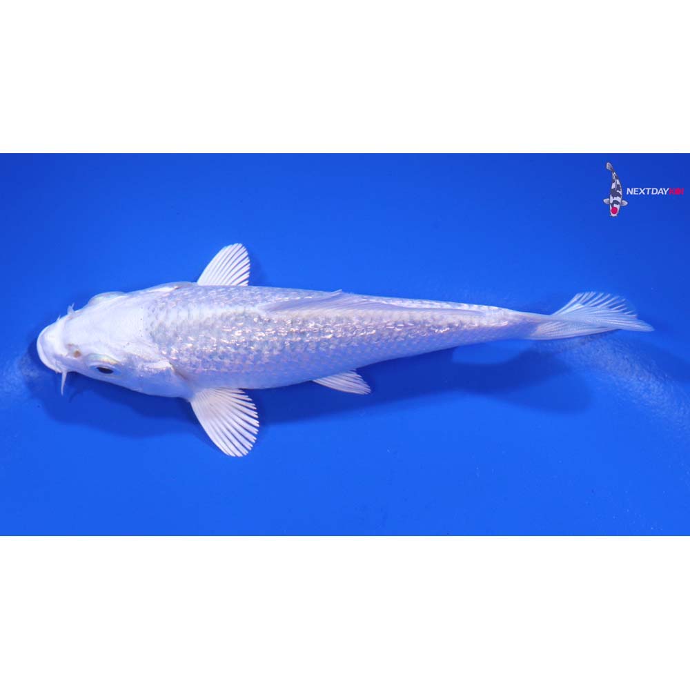 4” Imported Gin Rin Platinum Ogon