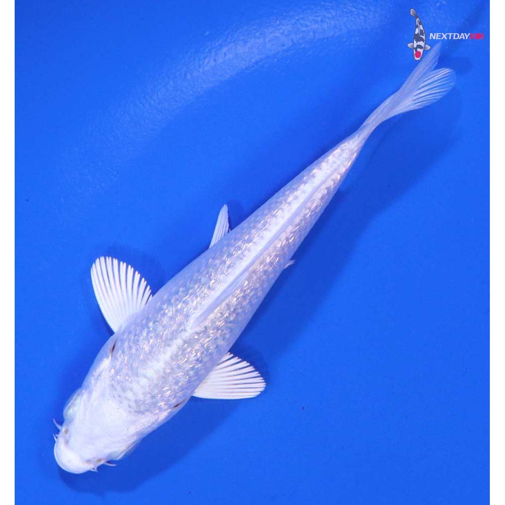 4” Imported Gin Rin Platinum Ogon