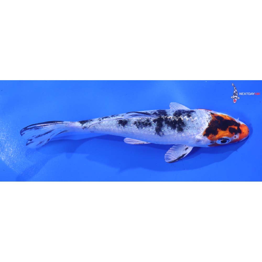 5” Imported Gin Rin Yamato Nishiki