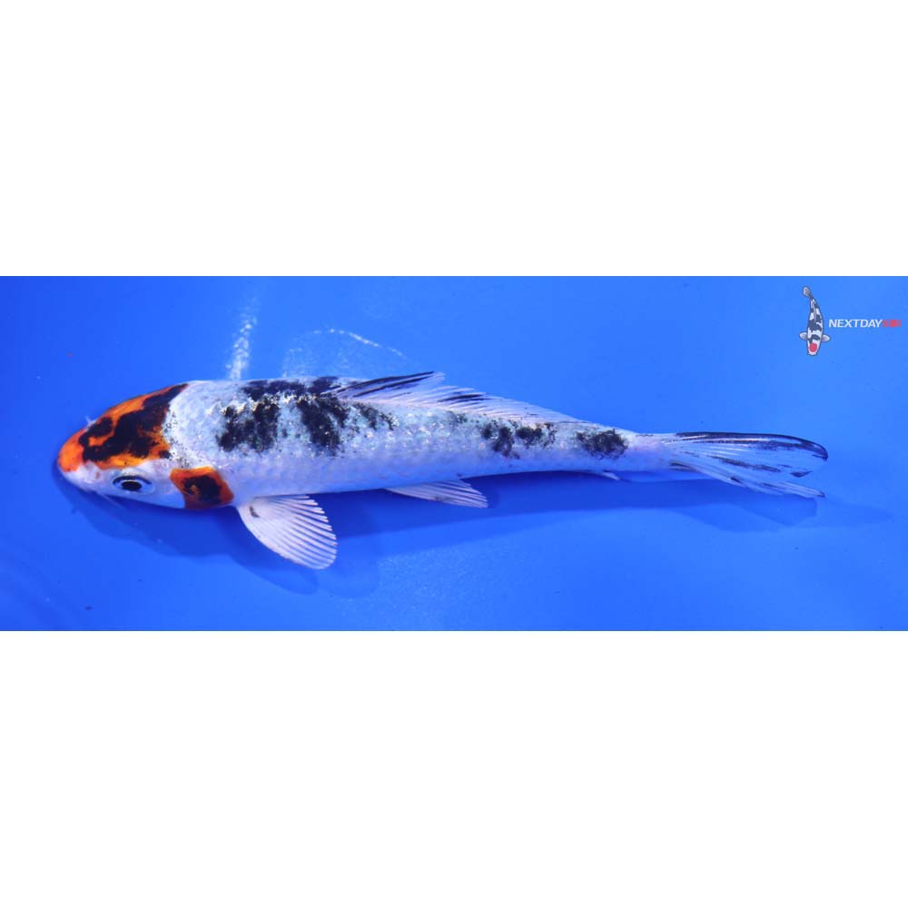 5” Imported Gin Rin Yamato Nishiki