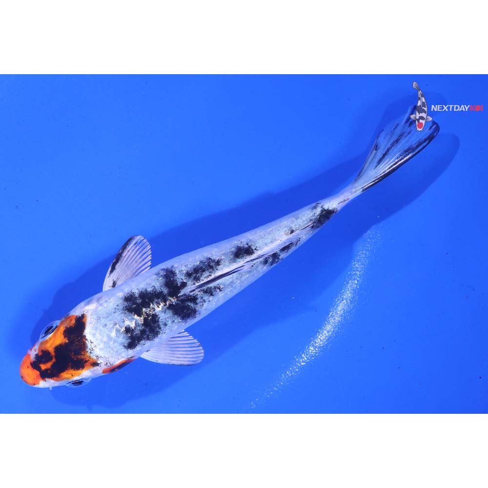 5” Imported Gin Rin Yamato Nishiki