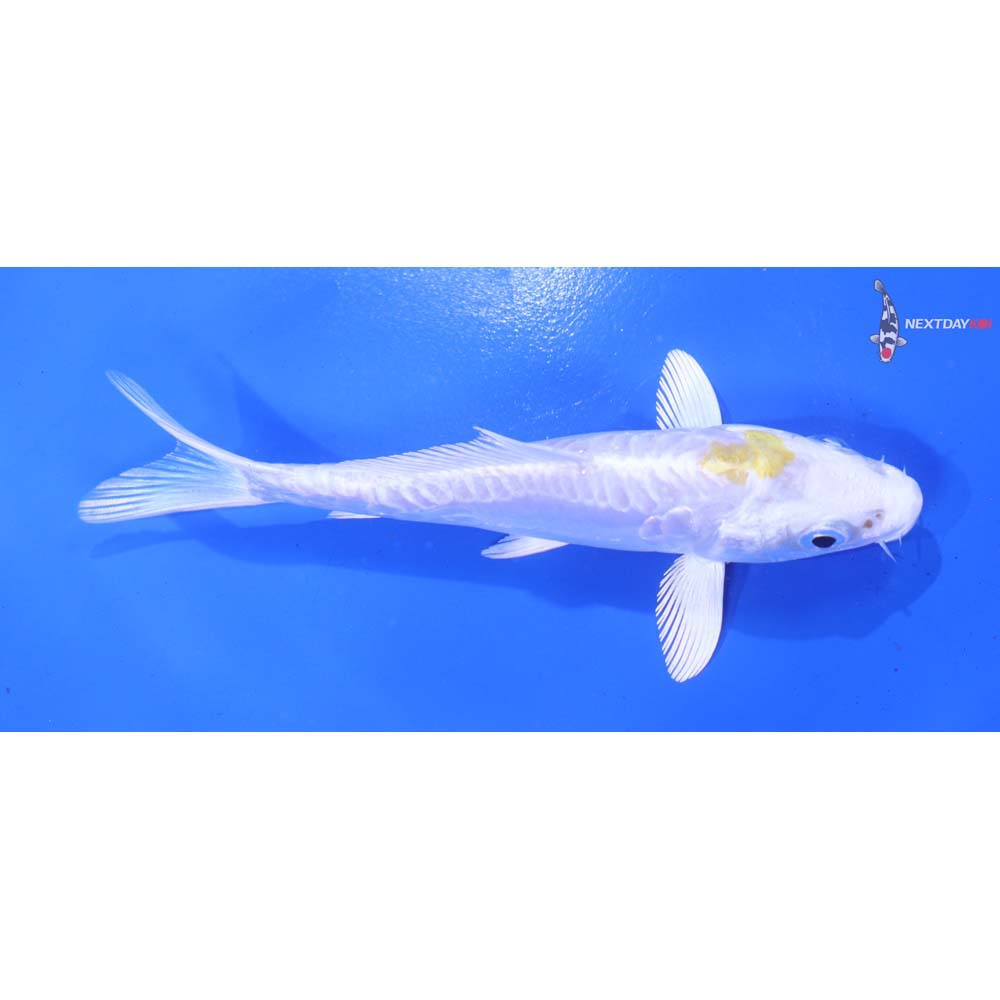 5” Imported Doitsu Lemon Hariwake