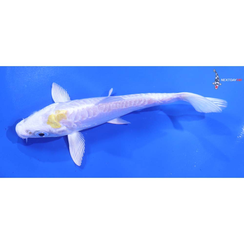 5” Imported Doitsu Lemon Hariwake