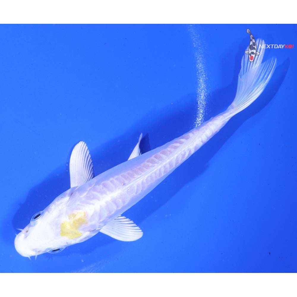 5” Imported Doitsu Lemon Hariwake