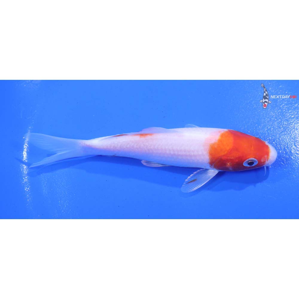 5” Imported Kohaku