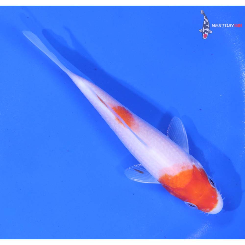 5” Imported Kohaku