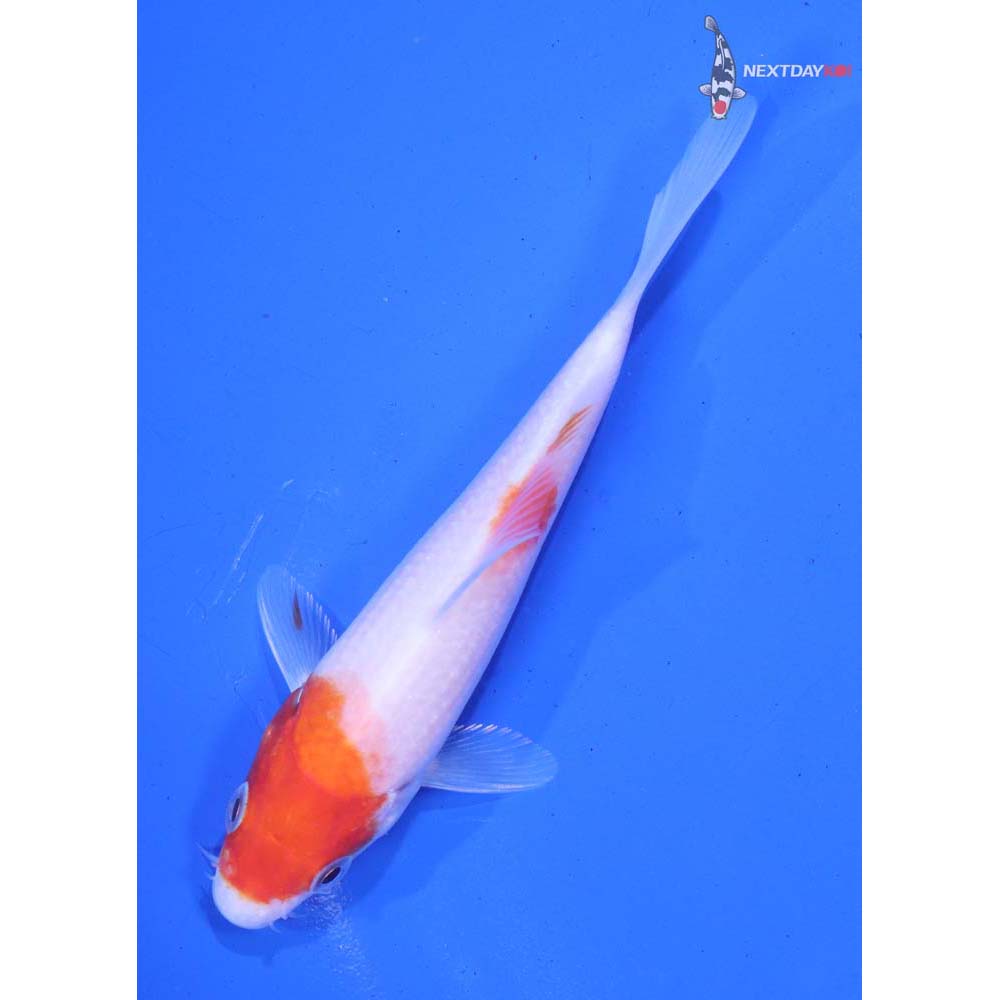 5” Imported Kohaku