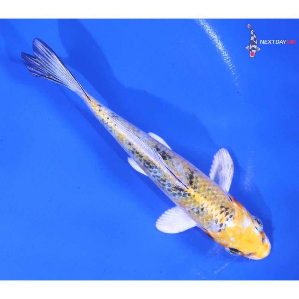 5.5” Imported Yamato Nishiki