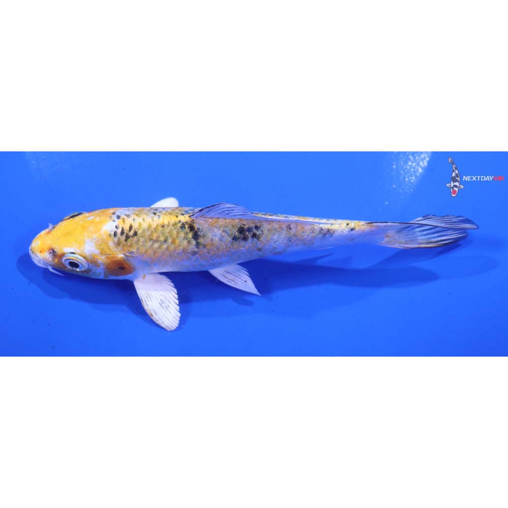 5.5” Imported Yamato Nishiki