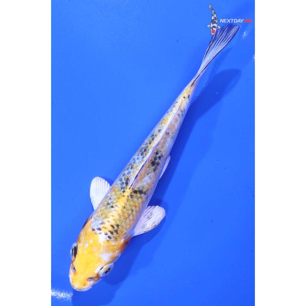 5.5” Imported Yamato Nishiki