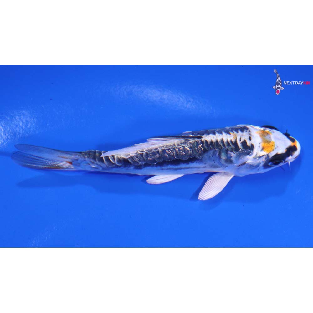 3.5” Imported Kin Kikokuryu