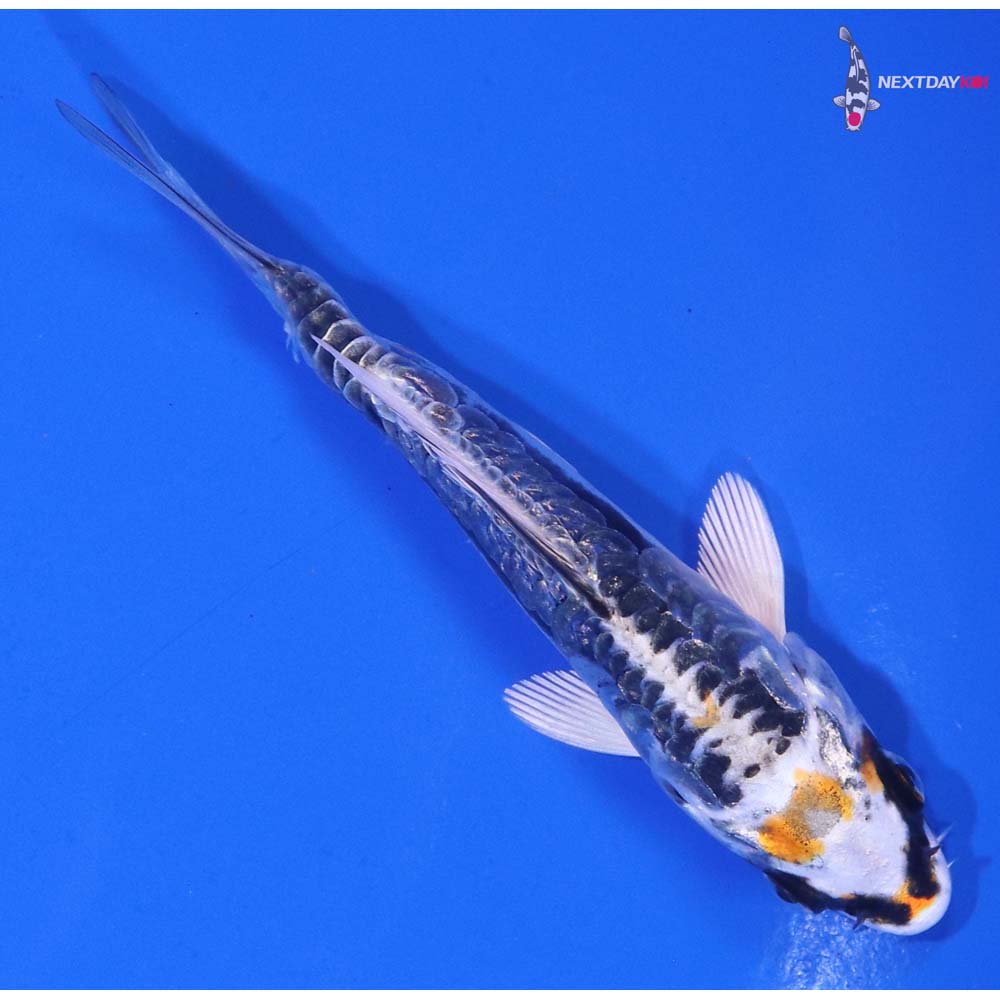 3.5” Imported Kin Kikokuryu