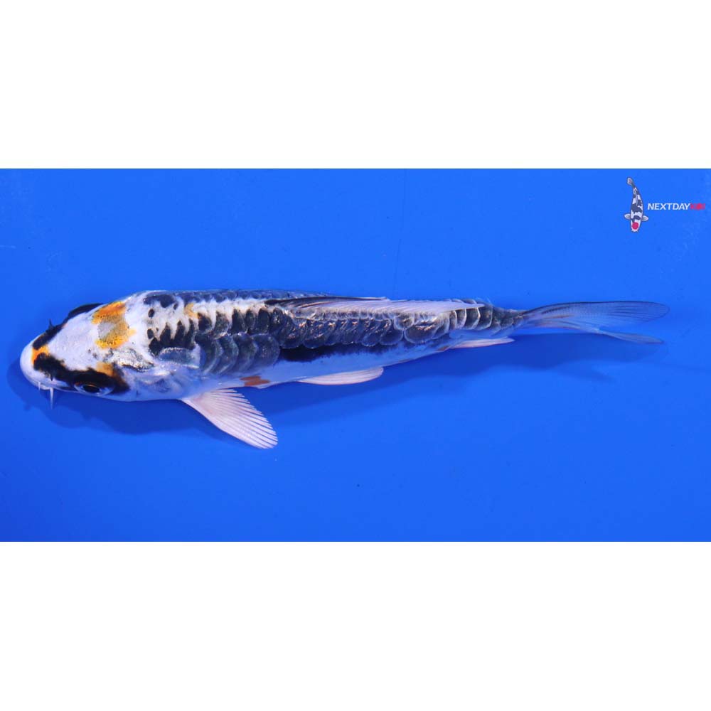 3.5” Imported Kin Kikokuryu