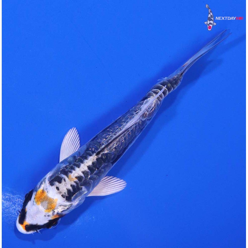 3.5” Imported Kin Kikokuryu