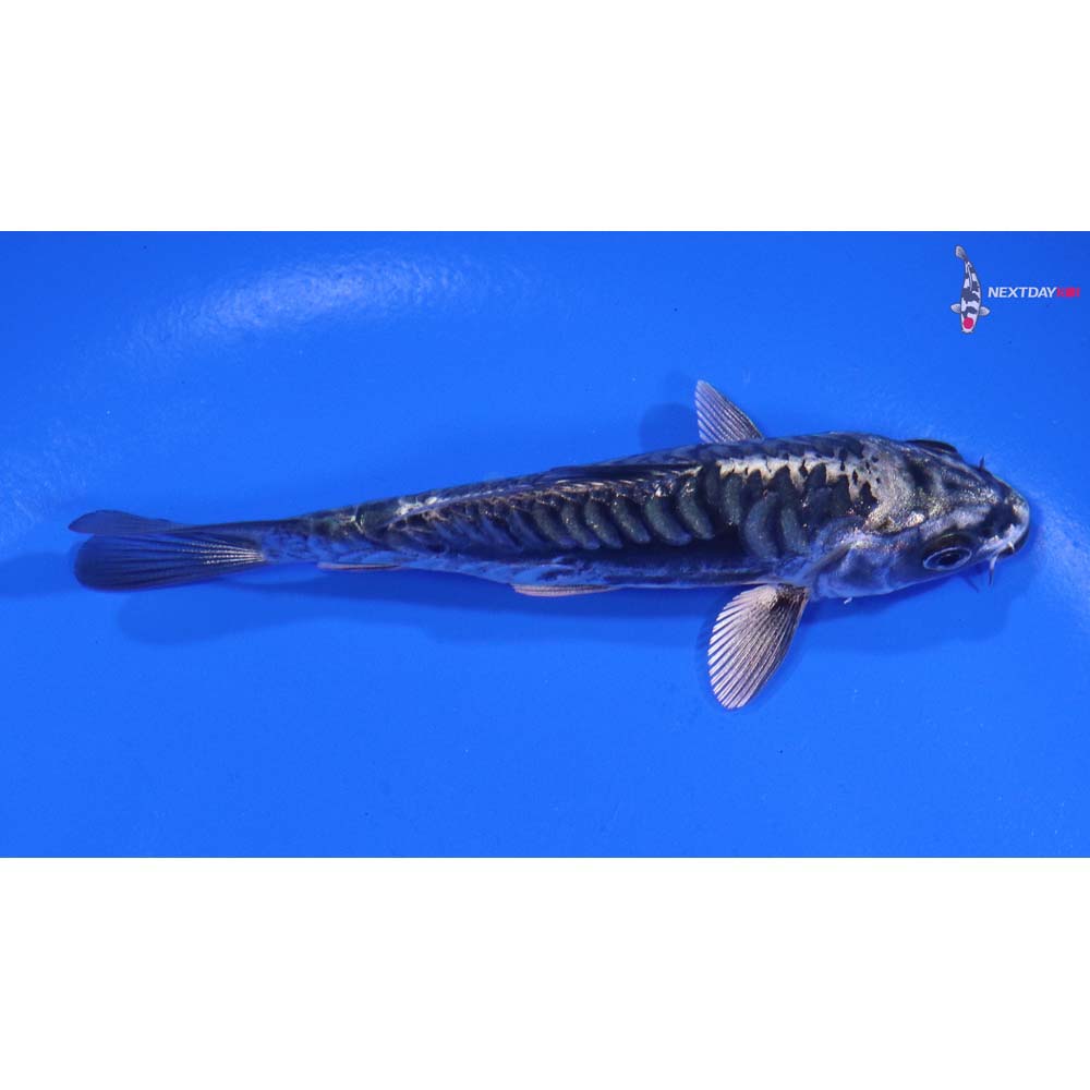 4” Imported Kikokuryu