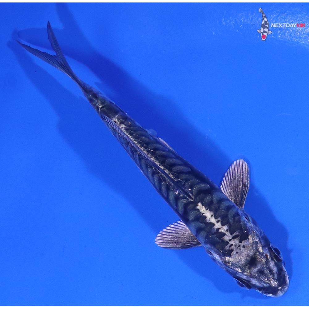 4” Imported Kikokuryu