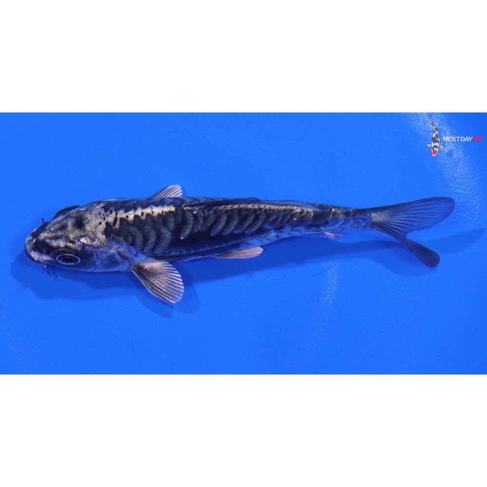 4” Imported Kikokuryu